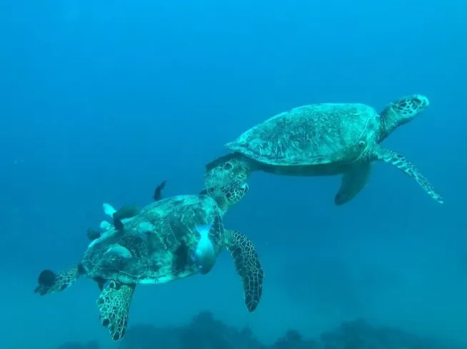 海を泳いでいる亀2匹